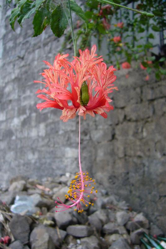 P1030816 